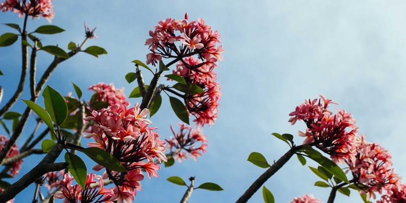 家庭药膳汤煲制作大全:针对不同体质的四季滋补配方