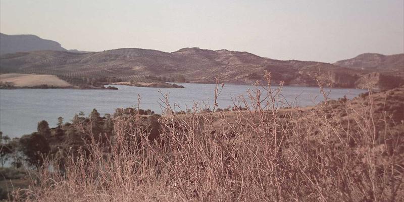 餐桌上的彩虹密码:解锁植物化学物的抗病与抗衰老魔力